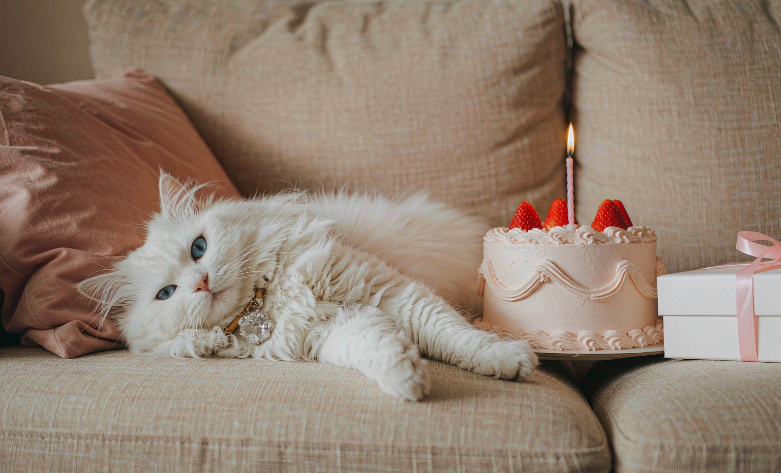 Pet birthday moment